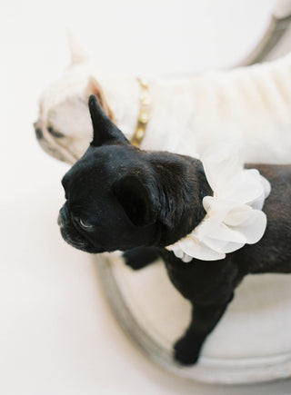 Floral "Ruff"-dog-collars-Hushed Commotion