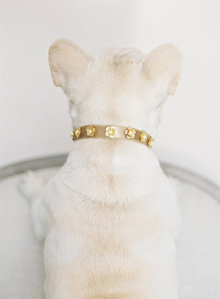 Floral Stud Collar-dog-collars-Hushed Commotion